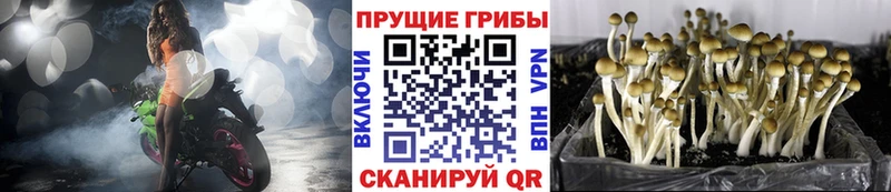 Купить где  Гурьевск  Галлюциногенные грибы GOLDEN TEACHER 